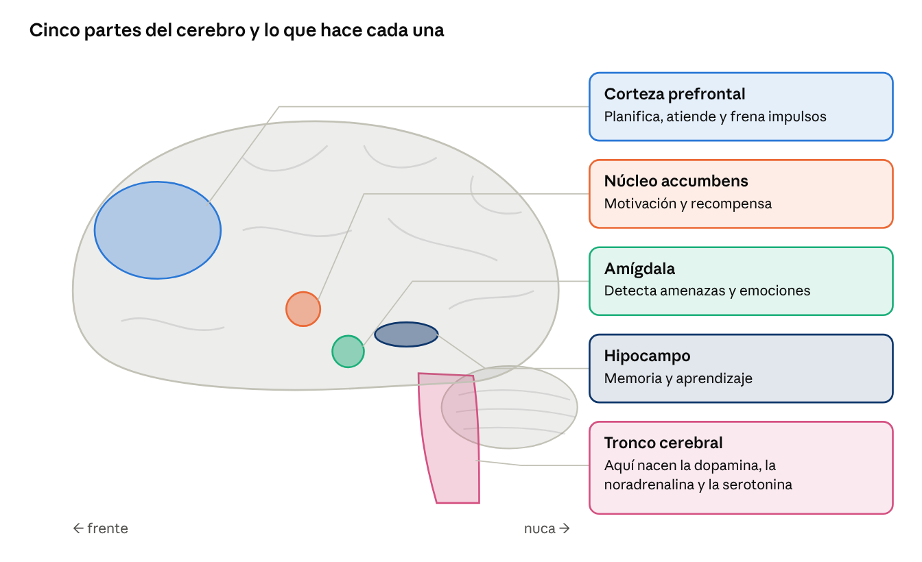 Neurotransmisores (1 de 4): el ABC de los mensajeros del cerebro