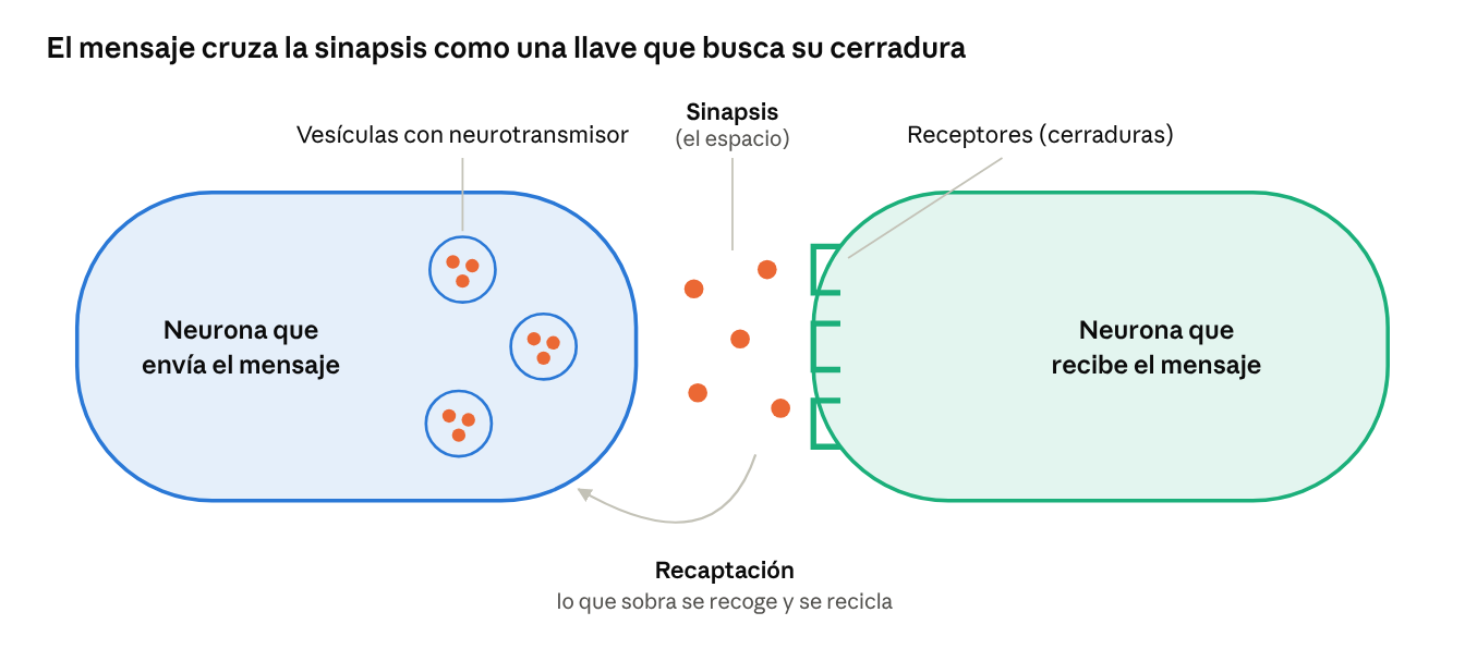 Diagrama de una sinapsis: la neurona que envía libera vesículas con neurotransmisor que cruzan el espacio y encajan en los receptores de la neurona que recibe; lo que sobra se recapta