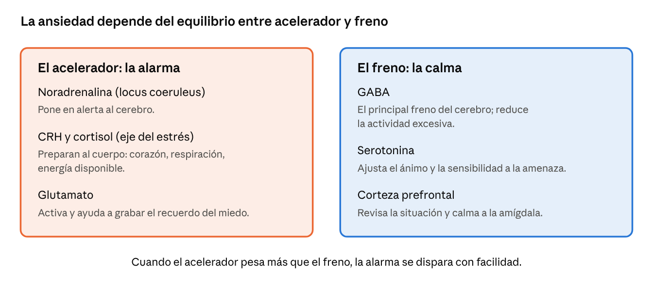 Esquema del acelerador y el freno de la alarma: del lado del acelerador la noradrenalina, la CRH y el cortisol y el glutamato; del lado del freno el GABA, la serotonina y la corteza prefrontal