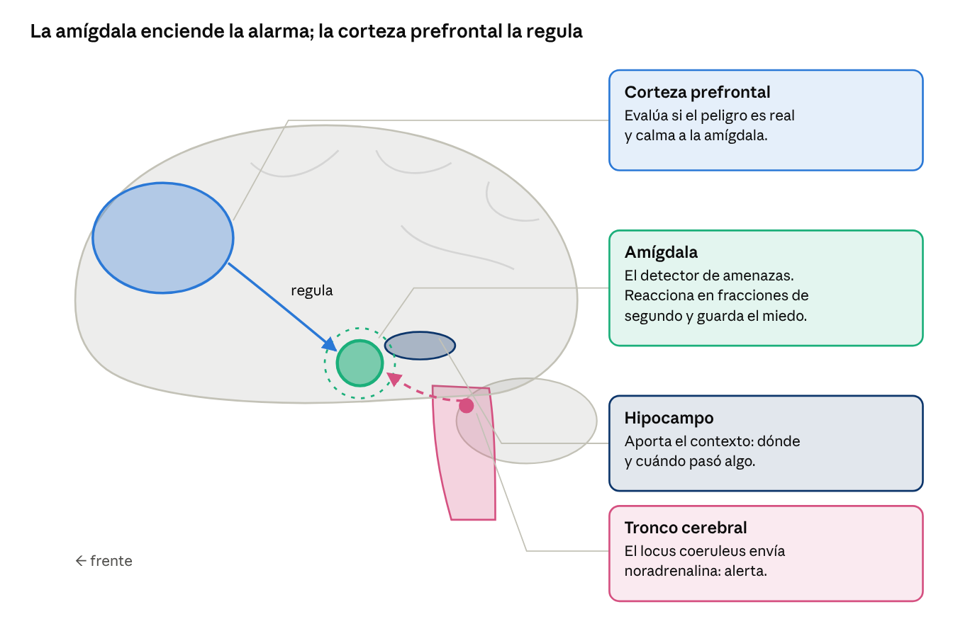 Neurotransmisores (3 de 4): la ansiedad, el sistema de alarma del cerebro