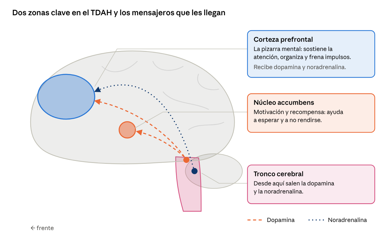 Neurotransmisores (2 de 4): qué pasa en el cerebro con TDAH